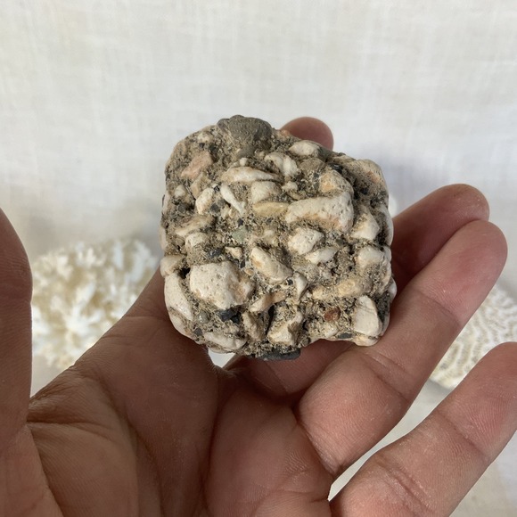 Natural Sea Finger Branch Brain Assorted Coral‎  Aquarium Decor - Picture 9 of 9